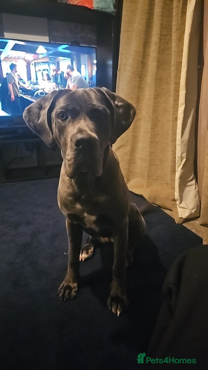 Mixed Breed dogs for sale: Cane corso x neapolitan mastiff  in Redditch - Advert 1