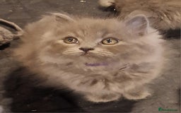 British Longhair cats for sale: Blue & Lilac Gorgeous British longhair kittens - Image 13