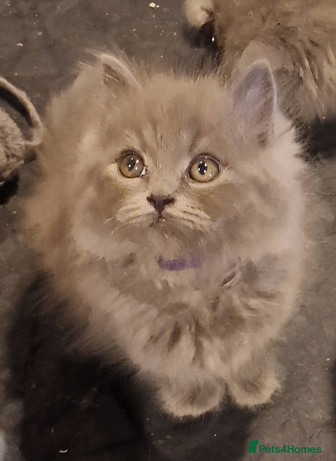British Longhair cats for sale: Blue & Lilac Gorgeous British longhair kittens - Image 13