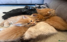 Ragdoll cats for sale: Ragdoll x kittens. Tabby and apricot and cream - Image 1