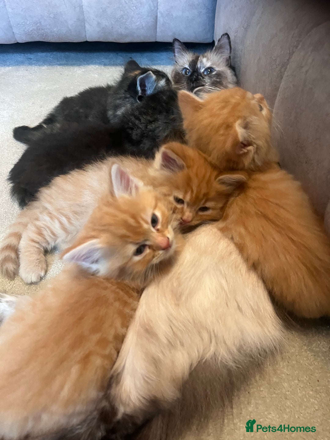 Ragdoll cats for sale: Ragdoll x kittens. Tabby and apricot and cream - Image 1