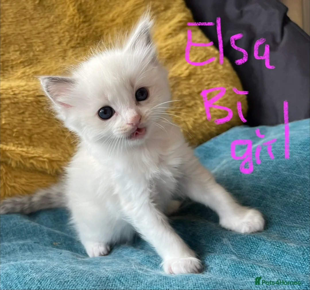 Ragdoll cats for sale: Pure ragdoll GCCF mom’s kittens for sale - Advert 13