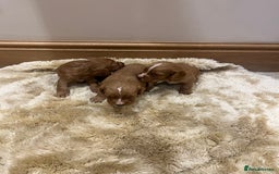 Cocker Spaniel dogs for sale: Pure bred, Cocker spaniels - Image 10