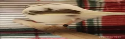 Canaries birds for sale: Canaries MALES - Advert 6