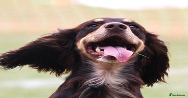 Cocker Spaniel dogs - Advert 7