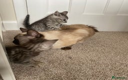 Mixed Breed cats for sale: Ragdol x bengal kittens  - Image 4