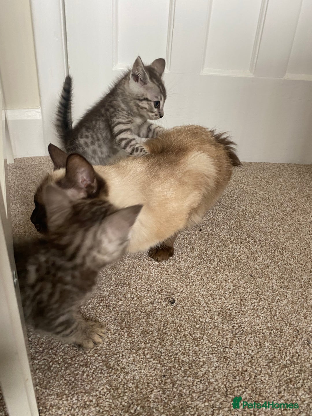 Mixed Breed cats for sale: Ragdol x bengal kittens  - Image 4
