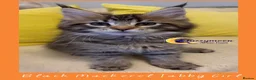 Maine Coon cats for sale: Gorgeous TICA Pedigree Maine Coon Kittens - Advert 22