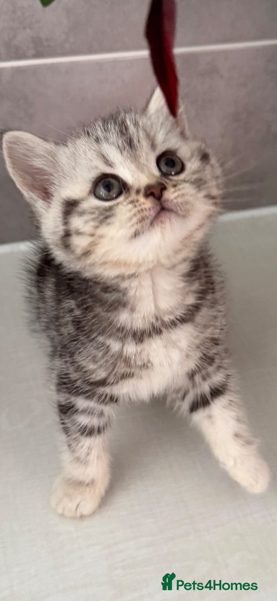 British Shorthair cats Silver tabby girl - Advert 1