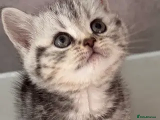British Shorthair cats Silver tabby girl - Advert 1