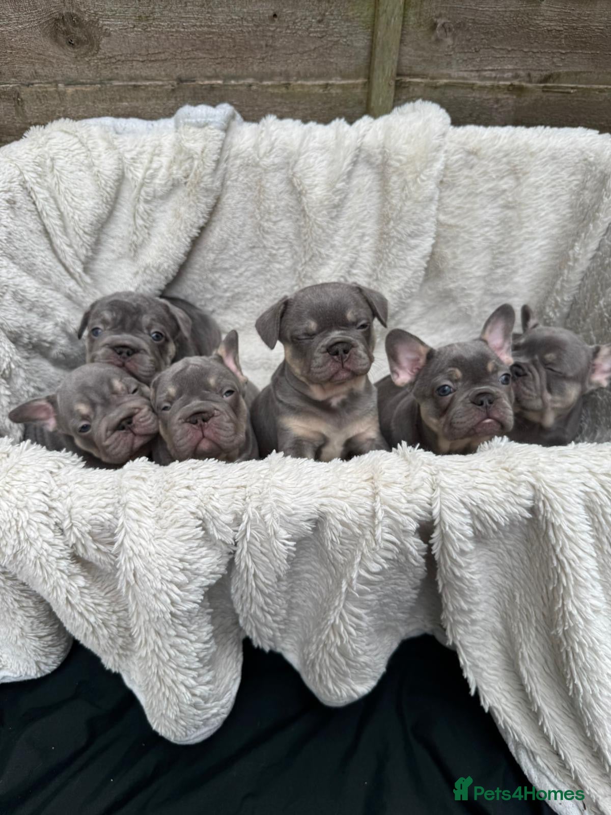 French Bulldog dogs Quality French Bulldog Lilac & Tan Puppies - Advert 1