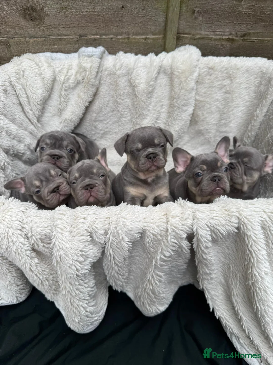 French Bulldog dogs for sale: Quality French Bulldog Lilac & Tan Puppies - Advert 1