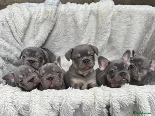 French Bulldog dogs Quality French Bulldog Lilac & Tan Puppies - Advert 1