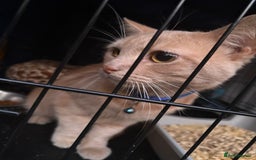 Domestic Shorthair cats for sale: Rescue cats- 20 in total rescued  - Image 10