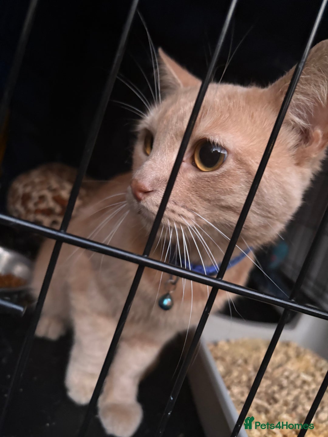 Domestic Shorthair cats for sale: Rescue cats- 20 in total rescued  - Image 10