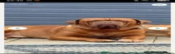 Dogue De Bordeaux dogs for stud: Big Dougie for Stud - Advert 3