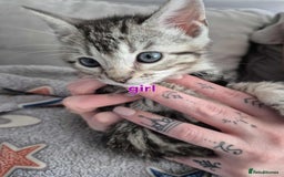 Mixed Breed cats for sale: Mixed bengal kittens  - Image 19