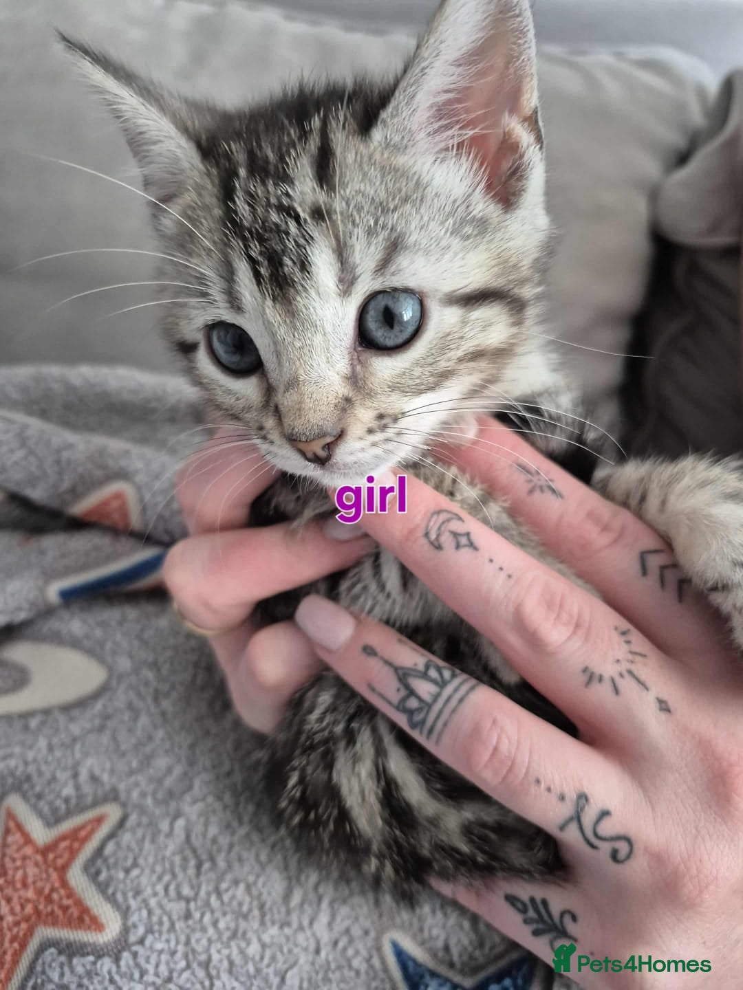 Mixed Breed cats for sale: Mixed bengal kittens  - Image 19