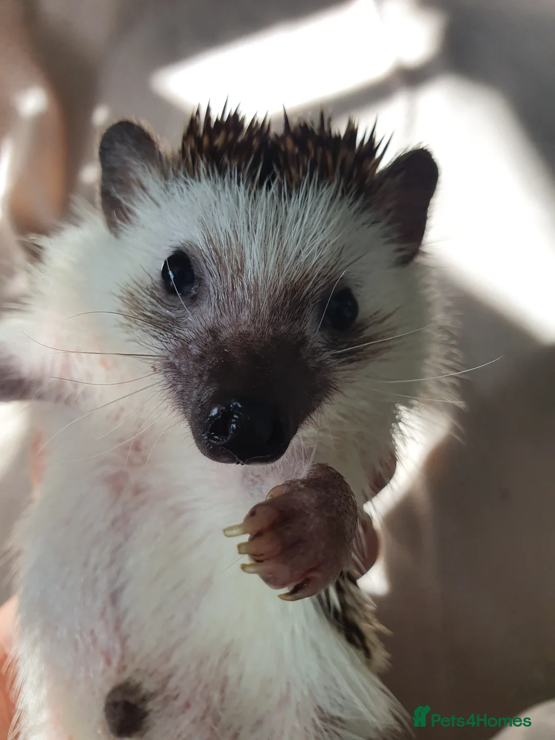 Pygmy Hedgehog rodents for sale: Male African pygmy hedgehog  - Advert 1