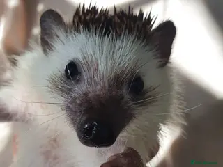 Pygmy Hedgehog rodents Male African pygmy hedgehog - Advert 3