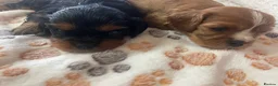 Cavalier King Charles Spaniel dogs for sale: Cavalier King Charles spaniels  - Advert 25