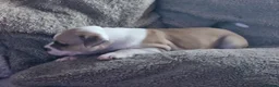 Mixed Breed dogs for sale: Beautiful Staffordshire cross puppies  in Stoke-on-Trent - Advert 21