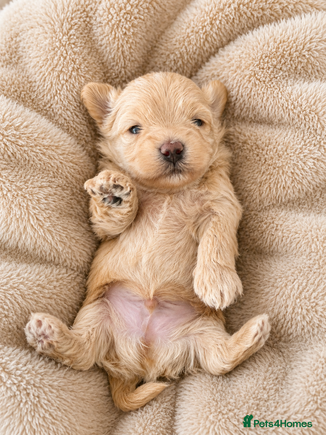 Maltipoo dogs for sale: Asian/Korean *DNA TESTED* teddy bear maltipoos - Advert 10