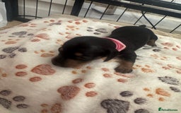 Miniature Dachshund dogs for sale: Miniature daschund puppies - Image 28
