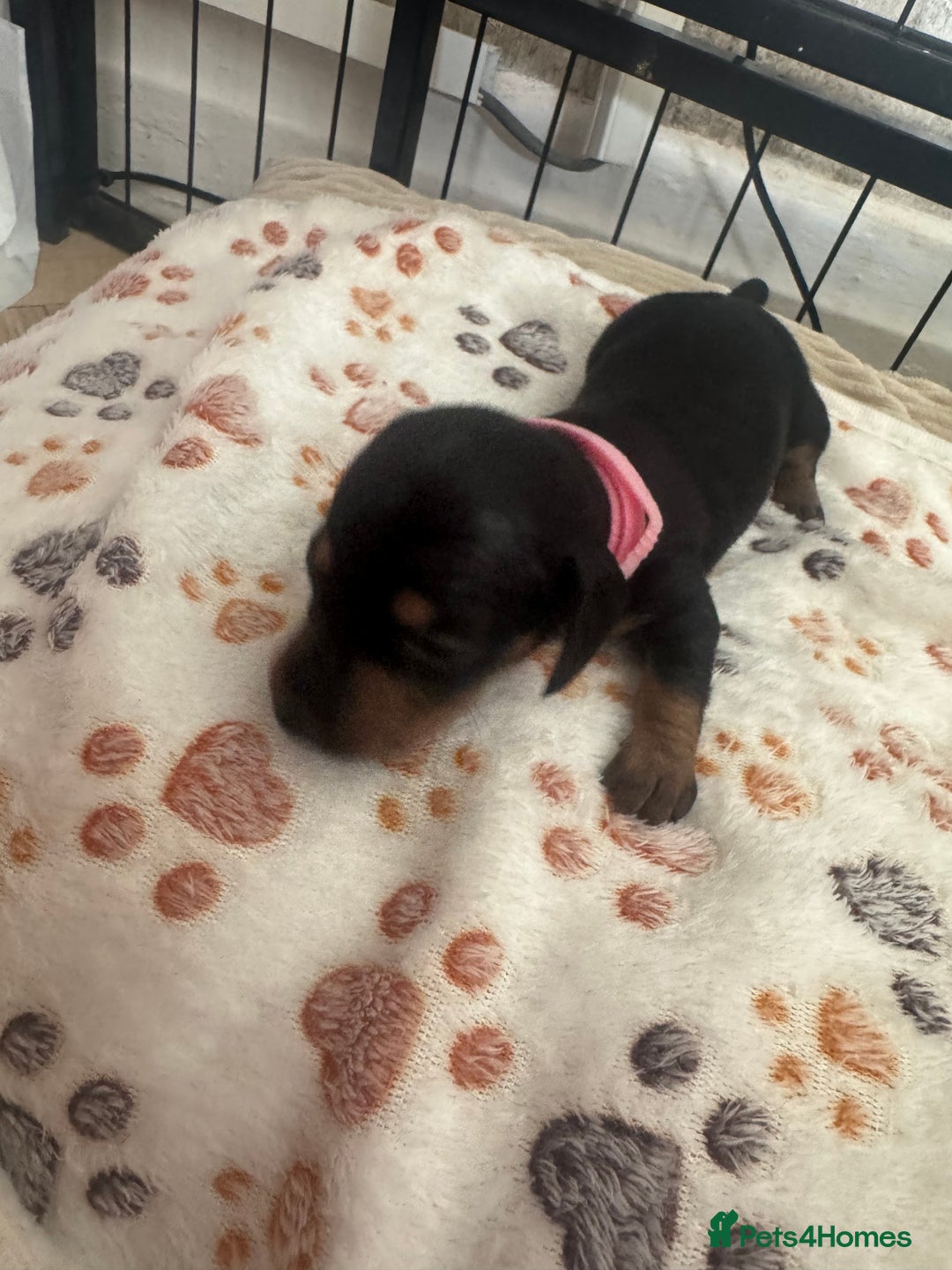 Miniature Dachshund dogs for sale: Miniature daschund puppies - Image 28