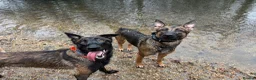 Mixed Breed dogs for sale: Security Dog for Sale  - Advert 9
