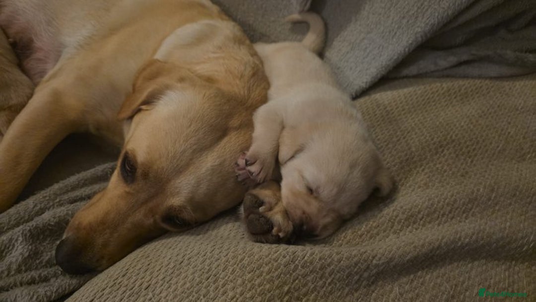 Labrador Retriever dogs for sale: intelligent labrador retriever male - Advert 4