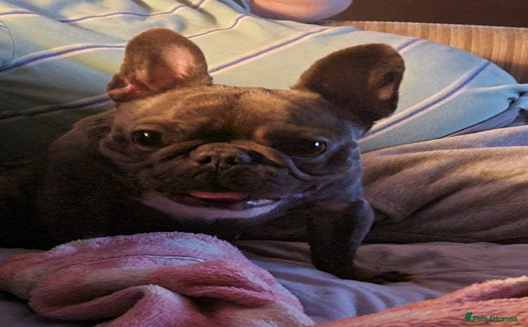 French Bulldog dogs - Advert 2