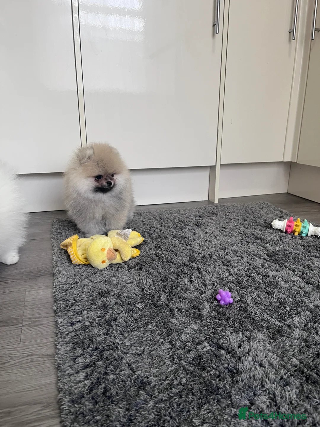 Pomeranian dogs for sale: Teddy💙Outstanding 🐻Super Quality  - Advert 2