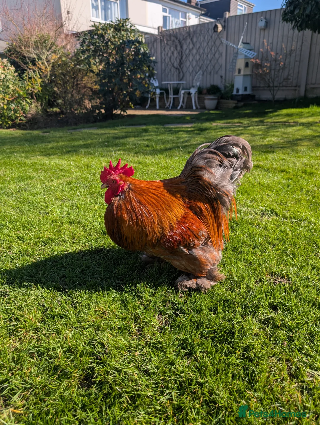 Chickens poultry for sale: Hatching eggs pekin bantam and frizzle pekin  - Advert 6