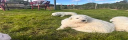 Maremma Sheepdog dogs for sale: A Rare Opportunity to Welcome a Maremma Sheepdog - Advert 4