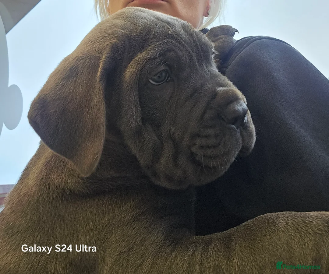 Cane Corso dogs for sale: Chunky cane corso pups - Advert 1