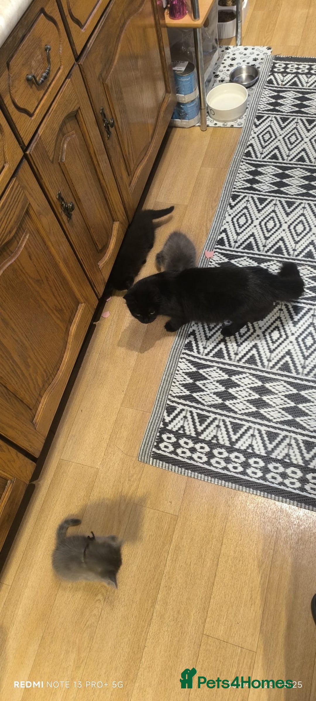 Mixed Breed cats for sale: Mixed breed kittens for sale. - Image 6