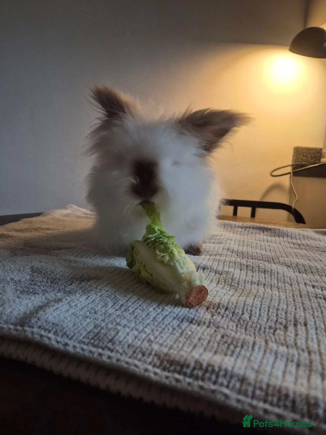 Mixed Breed rabbits for sale: Female rabbit for sale  in Aldeburgh - Advert 6