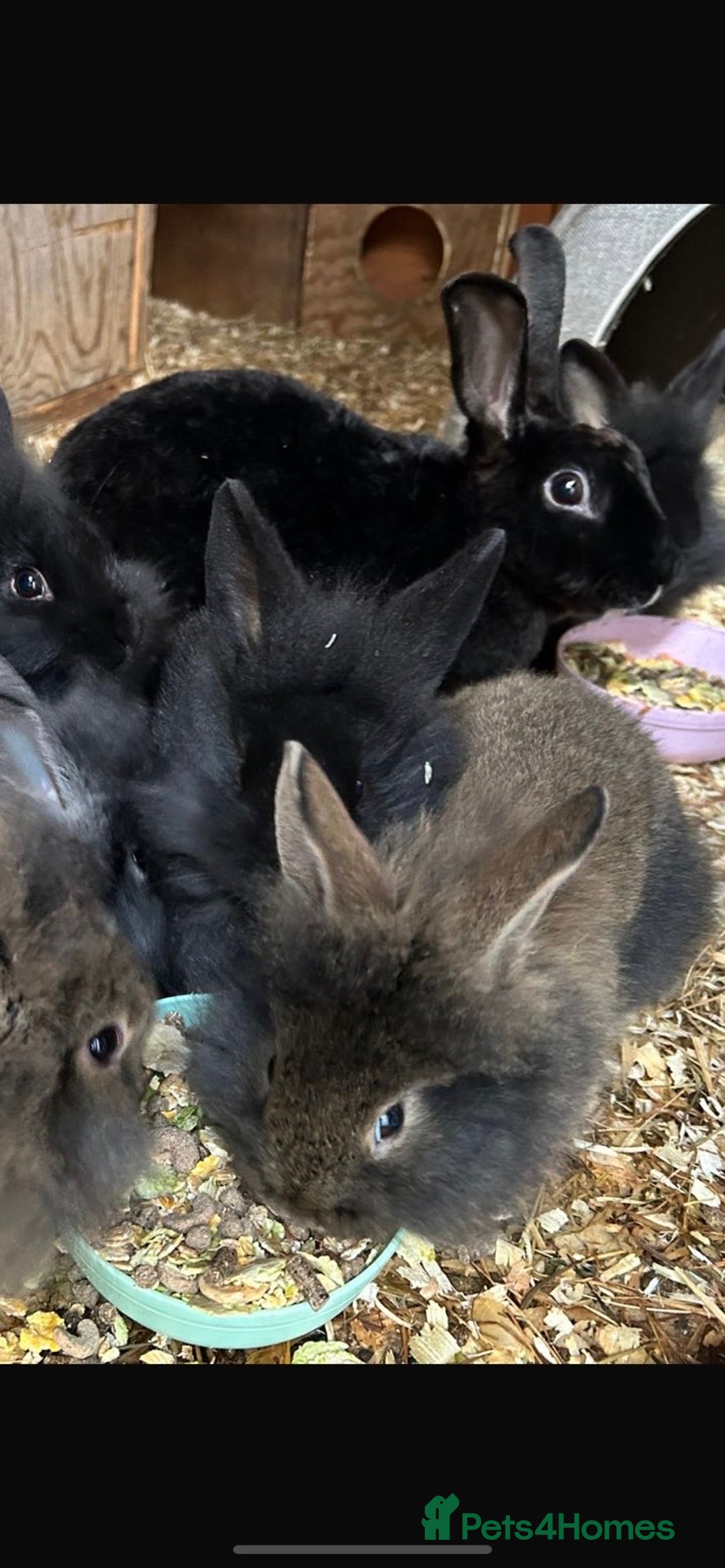 Lionhead rabbits for sale: Beautiful lionhead bunnies  - Advert 21