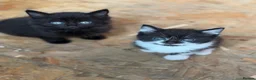 Mixed Breed cats for sale: Little kittens ❤️ - Advert 4