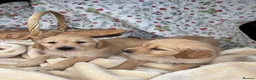 Golden Retriever dogs for sale: KC registered golden retriever for sale  - Advert 11