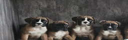 Boxer dogs for sale: Stunning Boxer puppies - Advert 10
