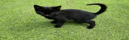 Mixed Breed cats for sale: Adorable kittens need a new place 🥰  - Advert 13