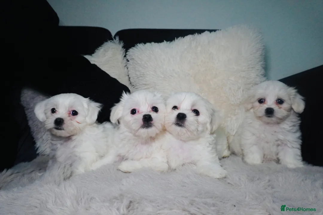 Maltese dogs for sale: Purebred Maltese Puppies with Korean Bloodlines in London - Advert 7