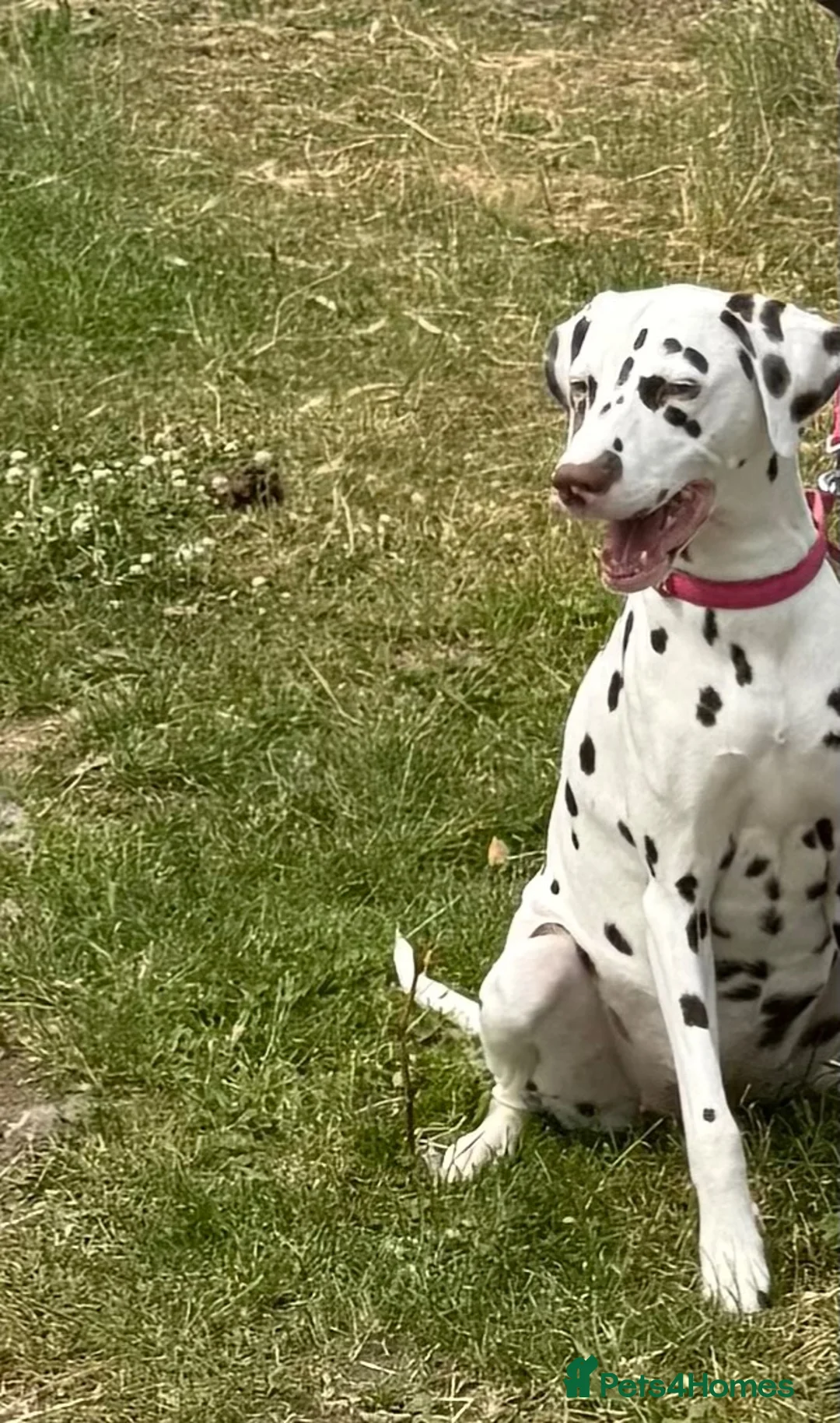 Dalmatian dogs for sale: 🐾 Dalmatians due soon 🐾  - Advert 2