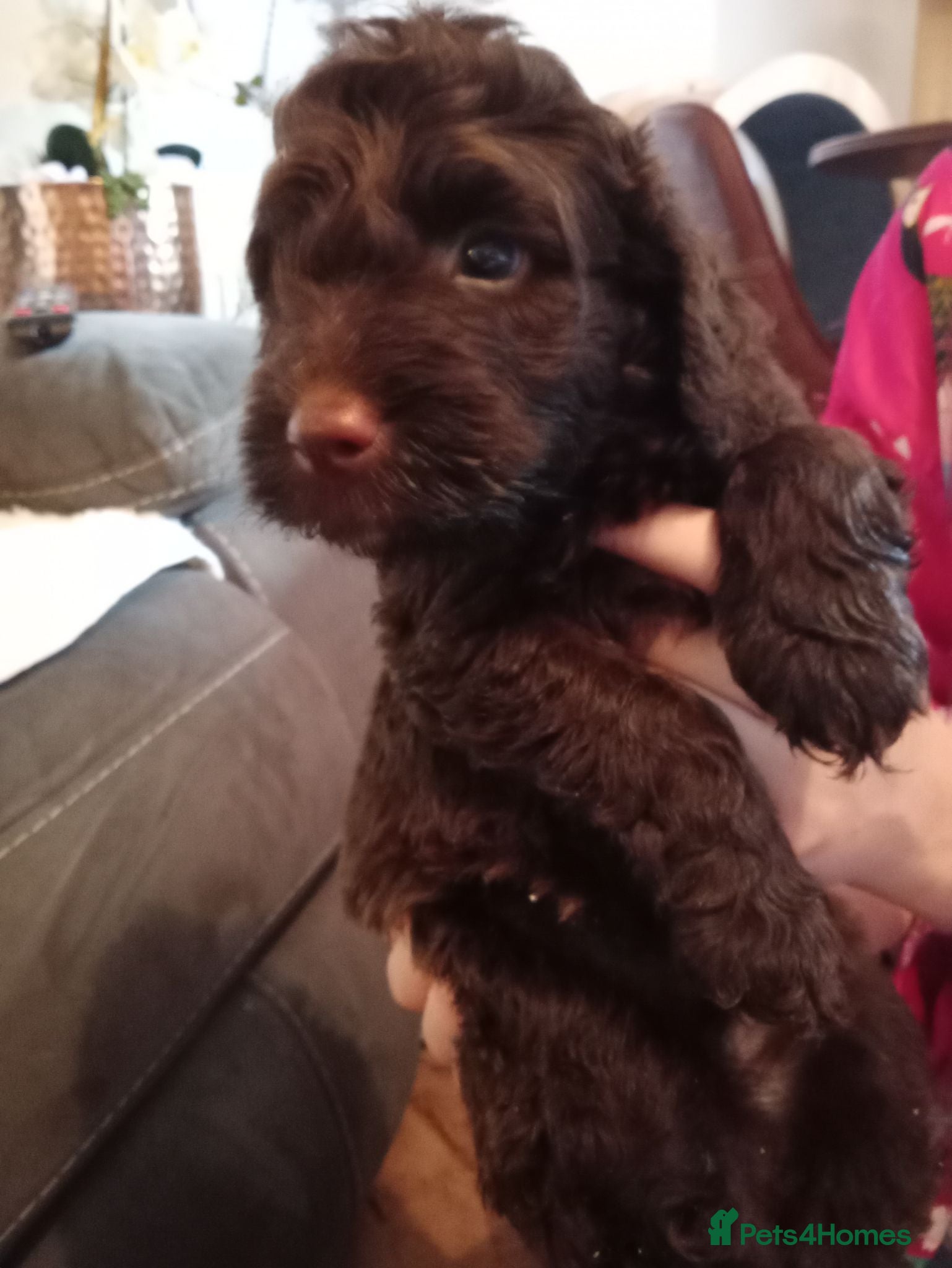 Cavapoo dogs RARE CHOCOLATE CÀVAPOOs - Advert 2