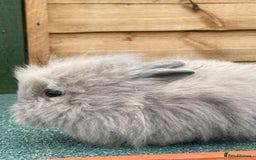 Lionhead rabbits for sale: 2 male left. 6 females  - Image 34