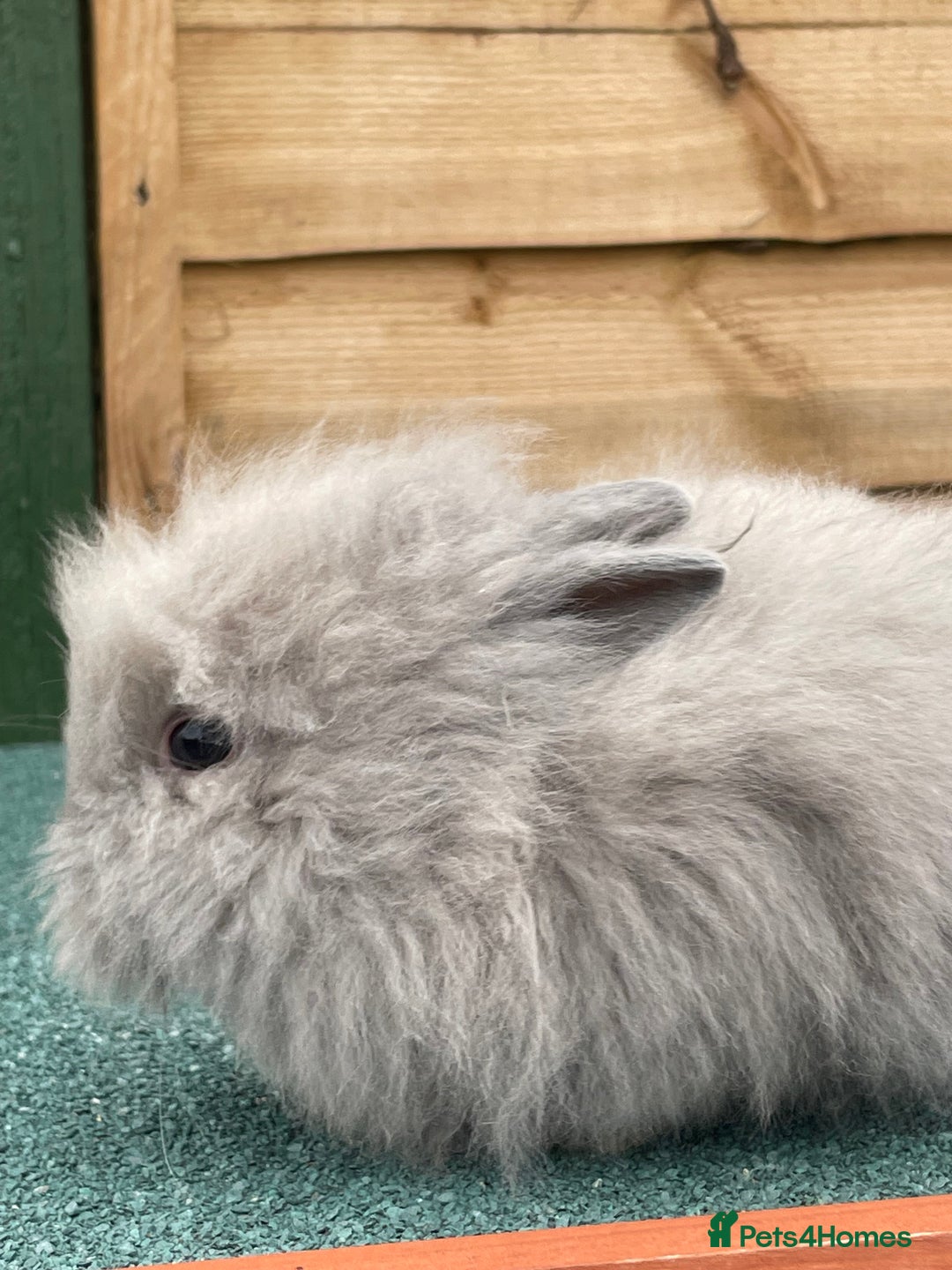 Lionhead rabbits for sale: 2 male left. 6 females  - Image 34