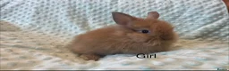 Lionhead rabbits for sale: Mini double maned lionheads £30-£75 - Advert 7