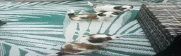 Cava Tzu dogs for sale: 3 Beautiful cavatzus for sale  - Advert 4